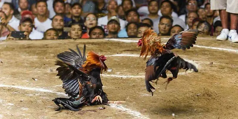 Luật chơi đá gà Thomo trực tiếp bạn cần biết