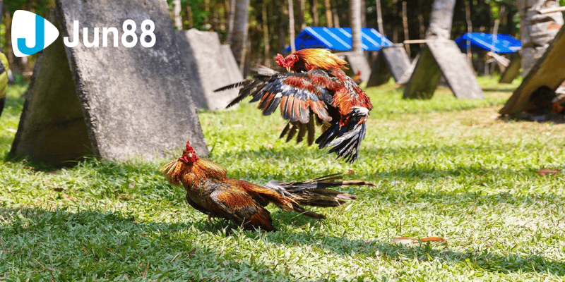 Chia sẻ bí quyết giúp bạn lựa giống gà đá tốt