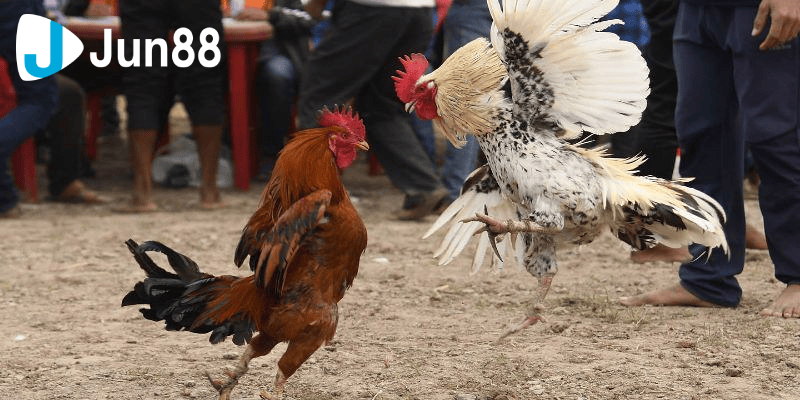 Hướng dẫn bạn cách chăm sóc gà tre 