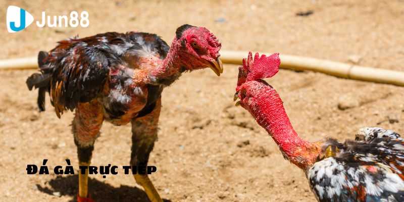 Loại hình đá gà phổ biến nhất hiện nay