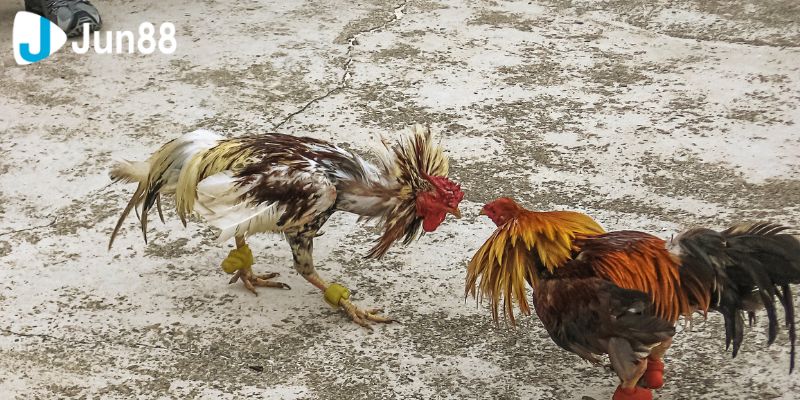 Khi tham gia chơi đá gà bạn sẽ có lợi ích gì?