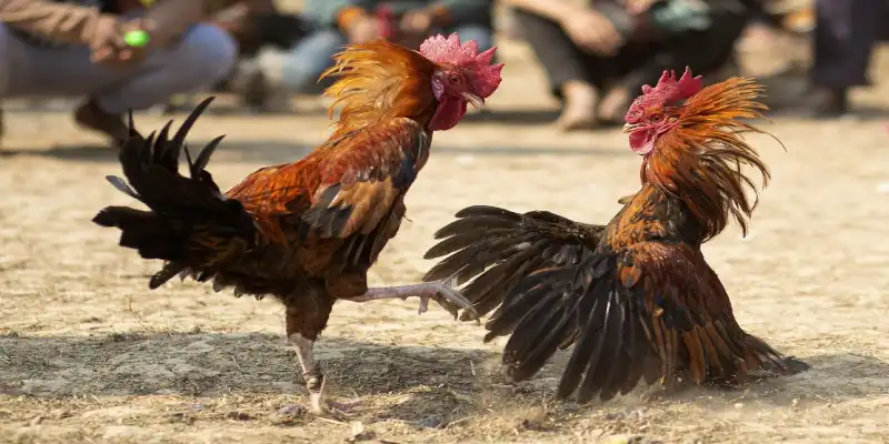 da-dang-cac-hinh-thuc-da-ga-khac-nhau