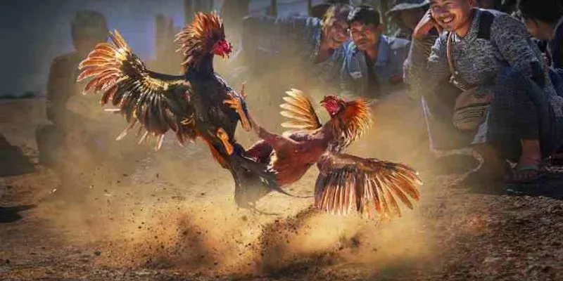 Những ưu điểm khi tham gia cược đá gà