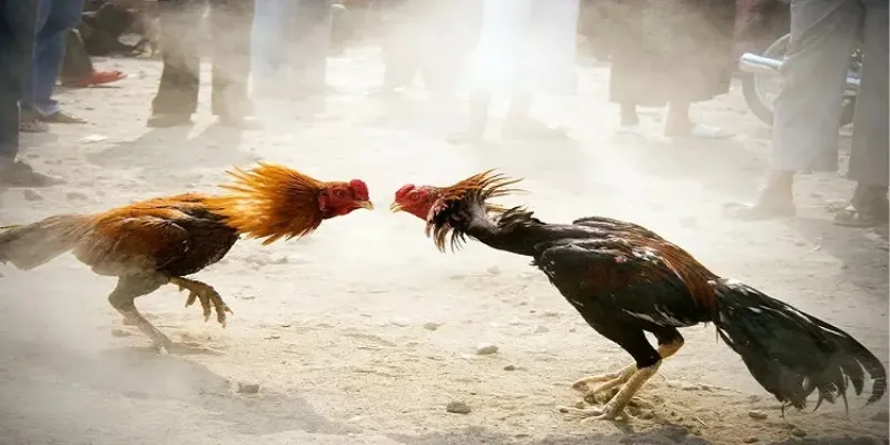 Tổng quan về kèo đá gà và những loại kèo cơ bản