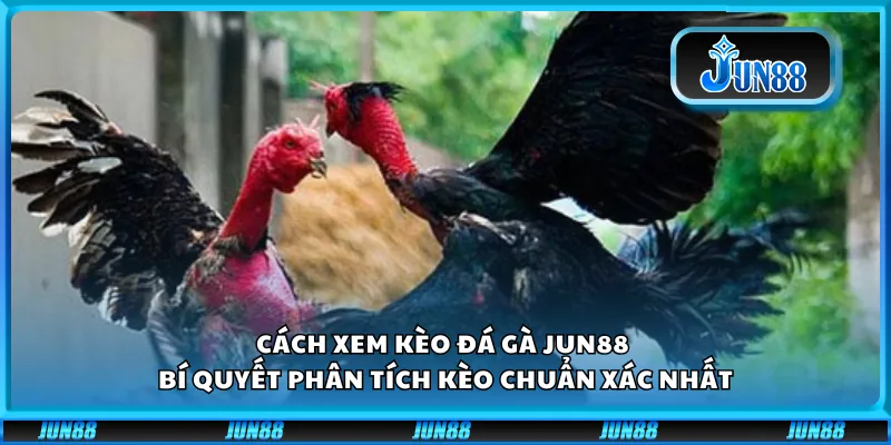 Cách xem kèo đá gà Jun88 - Bí quyết phân tích kèo chuẩn xác nhất